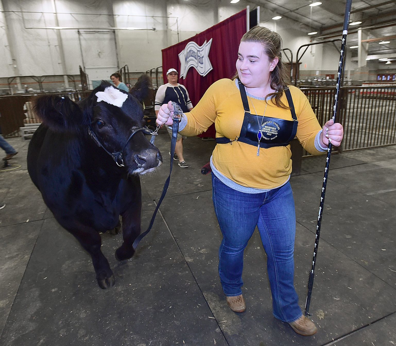 Fair cattle show